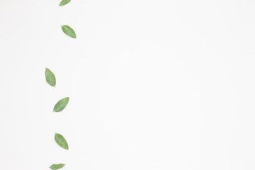 Green leaves on white background space for text