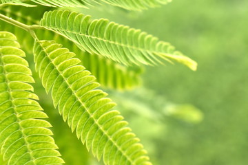 Tree Texture branches green leaves Exotic flowers background nature