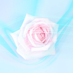 Pink rose on a blue background with trendy neon lines.