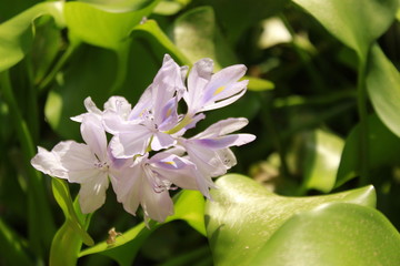 Close up macro of attractive Eichhornia crassipes flowers, commonly known as common water hyacinth.lavender color flower.