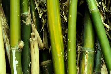 Fototapeta premium bamboo background