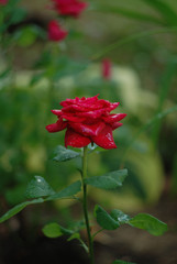 Red wet rose