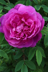 pink rose in the garden