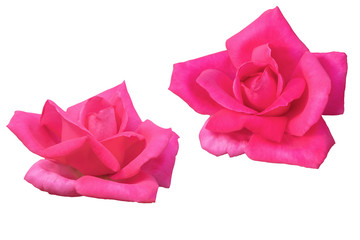 Blurred for Background.Beautiful Pink rose isolated on the white background. Photo with clipping path.