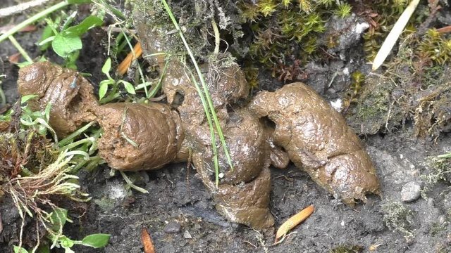 Animal cat or dog poop facials on the ground with fly bugs ants and wildlife around