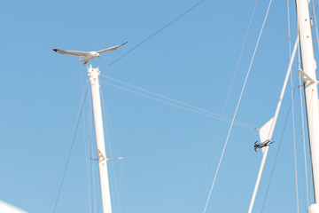 seagull attacking drone