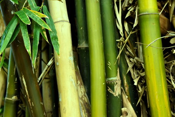Fototapeta premium Bamboo canes forest by jungle