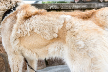 Shedding dogs. Concept of spring moulting dogs.