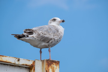 Silbermöwe (Larus argentatus)