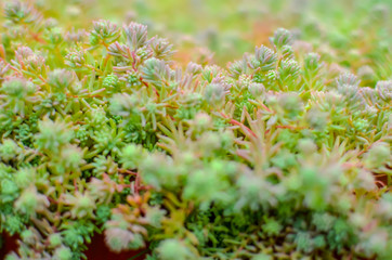Sedum stonecrop Spanish close up in a summer