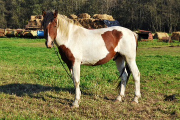 Naklejka na ściany i meble beauty brown or white horse