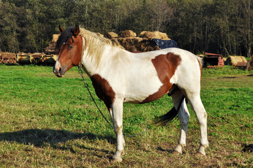 Obraz premium brown or white horse walking outdoor