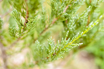 Juniper tree branch texture green needle background defocused close-up