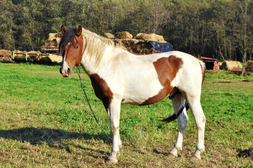 Obraz premium brown or white horse walking outdoor