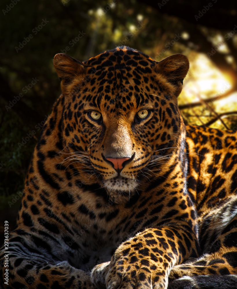 Wall mural leopard eye contact in dark forest