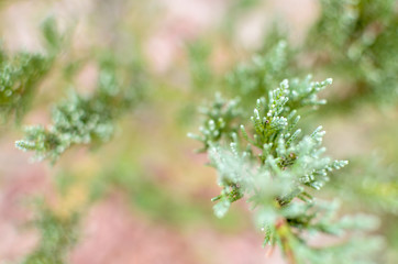 Juniper tree branch texture green needle background defocused close-up