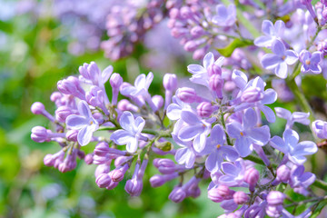 Lilac shrub flower blooming in spring garden. Common lilac Syringa vulgaris bush