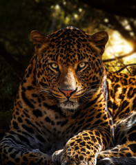 Leopard eye contact in dark forest 