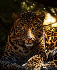 Crédence de cuisine en verre imprimé Chocolat brun Contact visuel de léopard dans la forêt sombre