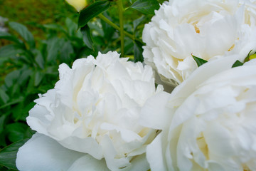 Close up beautiful blooming white peony in garden. Fluffy white peon petals