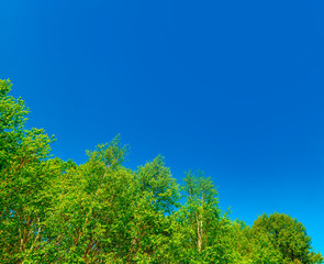 Fototapeta premium The tops of the birch trees and blue sky