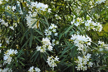 Bush white flowers nature