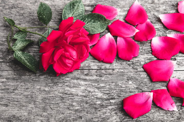Roses and petals on an old wooden board. Flower frame.