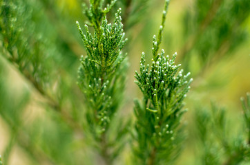 Juniper tree branch texture green needle background defocused close-up