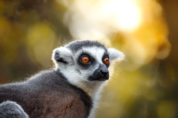 Lemur kata face