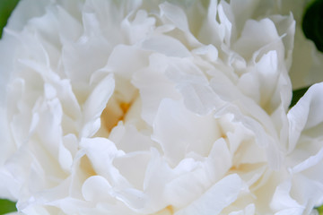 Close up beautiful blooming white peony in garden. Fluffy white peon petals