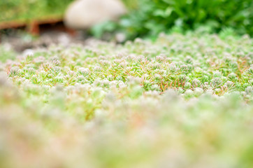 Sedum stonecrop Spanish close up in a summer
