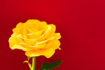 One yellow rose on a red background.Copy space
