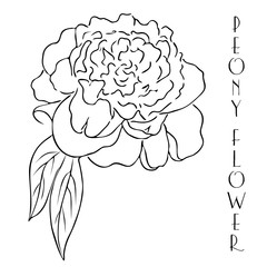 Peony line drawing. Vector hand drawn outline peony flower.