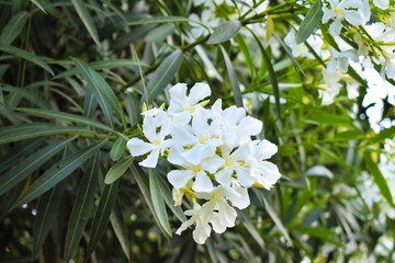 Bush white flowers nature