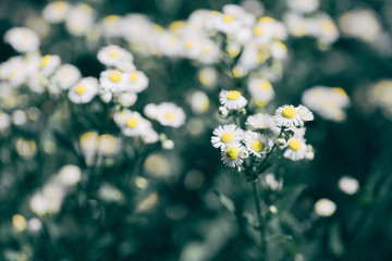 white flowers on a green background
