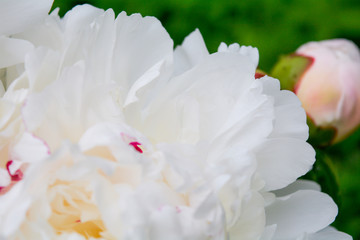 Fototapeta na wymiar Close up beautiful blooming white peony in garden. Fluffy white peon petals