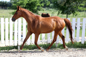 Beautiful healthy youngster canter against white paddock fence