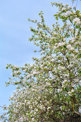 Apple tree branches with pink flowers and buds on the blue sky background