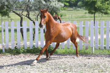 Beautiful healthy youngster canter against white paddock fence