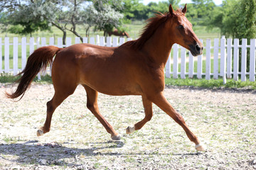 Beautiful healthy youngster canter against white paddock fence