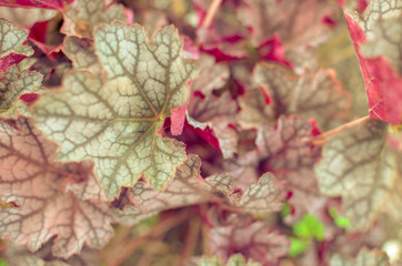Obraz premium Heuchera micrantha plants with red leaves background