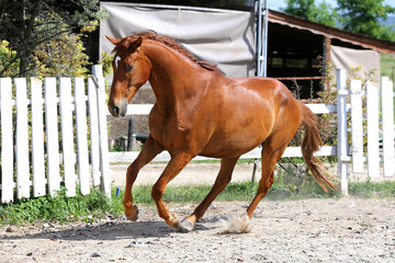 Beautiful young chestnut colored horse galloping in the corral summertime