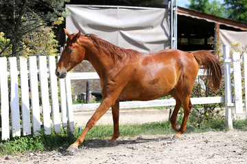 Beautiful young chestnut colored horse galloping in the corral summertime