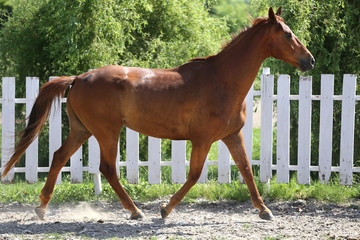 Beautiful young chestnut colored horse galloping in the corral summertime