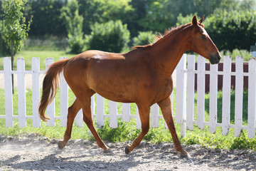 Beautiful young chestnut colored horse galloping in the corral summertime