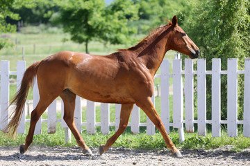 Beautiful young chestnut colored horse galloping in the corral summertime
