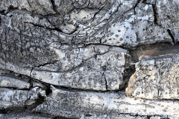 Texture tree wood nature barks