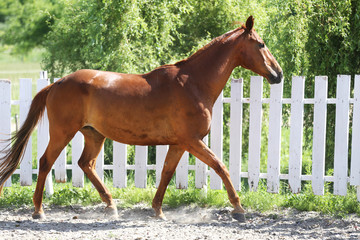 Beautiful young chestnut colored horse galloping in the corral summertime