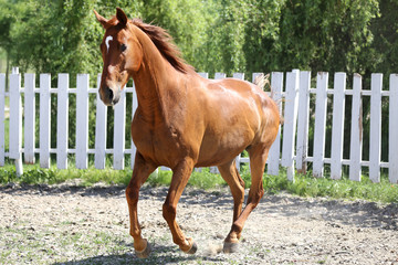 Beautiful young chestnut colored horse galloping in the corral summertime