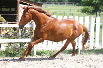 Beautiful young chestnut colored horse galloping in the corral summertime
